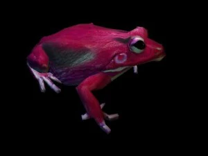 frog pack vr 3D Model