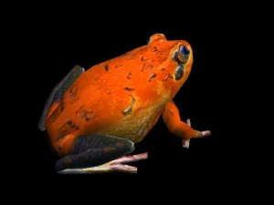 frog pack vr 3D Model