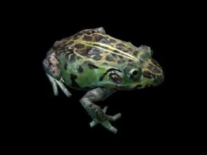 frog pack vr 3D Model