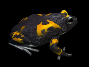 frog pack vr 3D Model