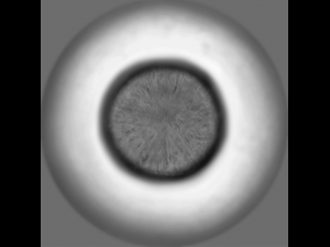 super practical eyeball collection CG Textures