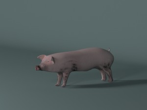 pig 3D मॉडल