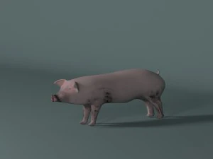 pig 3D Model