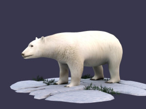 white bear polar bear animal ar vr animal model 3D मॉडल