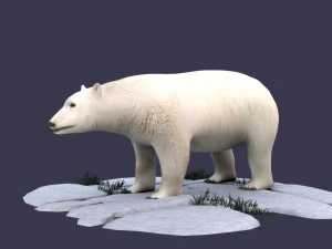 white bear polar bear animal ar vr animal model 3D Model