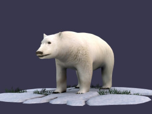 white bear polar bear animal ar vr animal model Model 3D