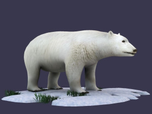 white bear polar bear animal ar vr animal model Model 3D