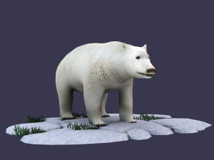 white bear polar bear animal ar vr animal model Model 3D