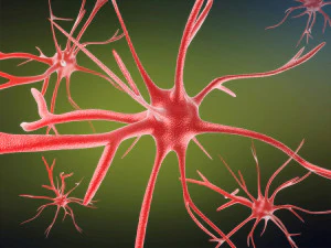 neurons cells medical animation video models 3D Model