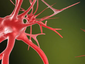 neurons cells medical animation video models 3D Model