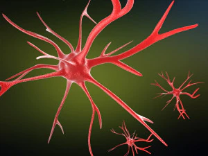 neurons cells medical animation video models 3D Model