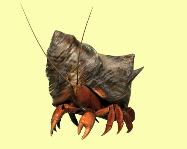 hermit crabs sand crabs hand crabs sea animals 3D Model .c4d .max .obj .3ds .fbx .stl .blend 