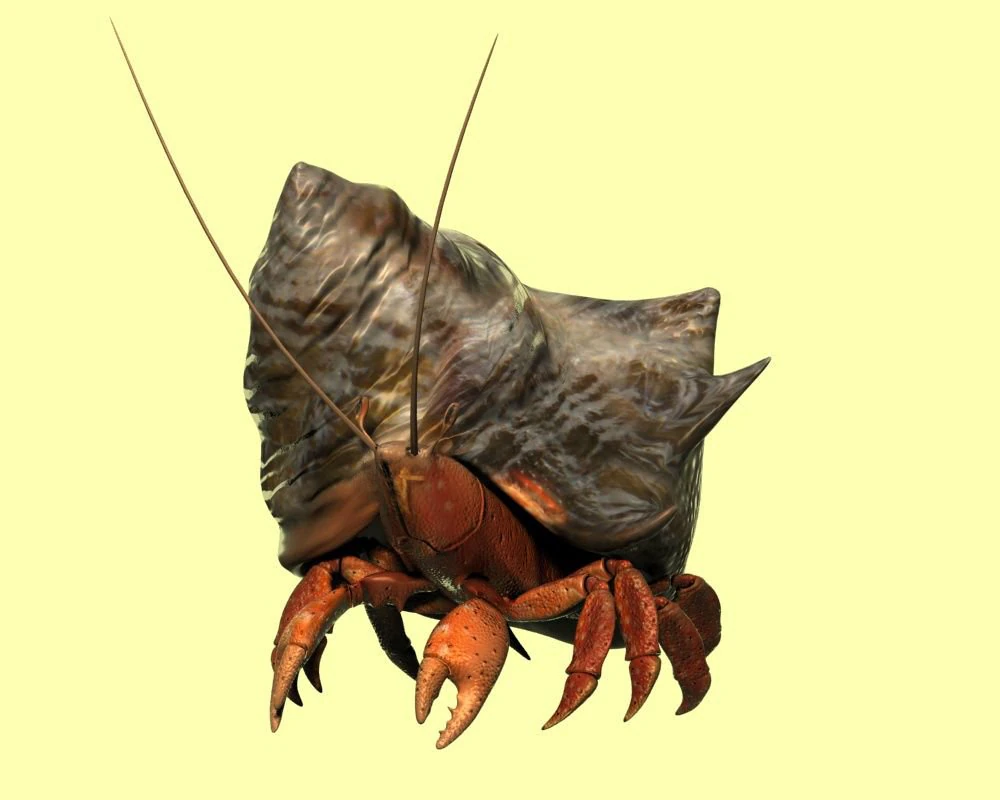 hermit crabs sand crabs hand crabs sea animals 3D Model .c4d .max .obj .3ds .fbx .stl .blend 