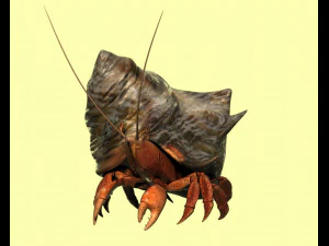 Раки-отшельники песчаные крабы ручные крабы морские животные 3D Модель