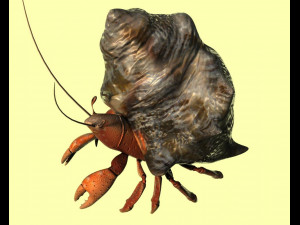 hermit crabs sand crabs hand crabs sea animals 3D Model