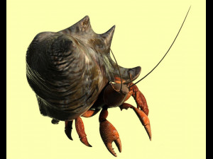 hermit crabs sand crabs hand crabs sea animals 3D Model