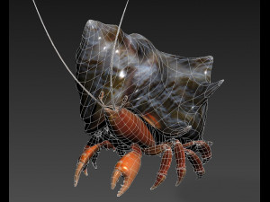 hermit crabs sand crabs hand crabs sea animals 3D Model