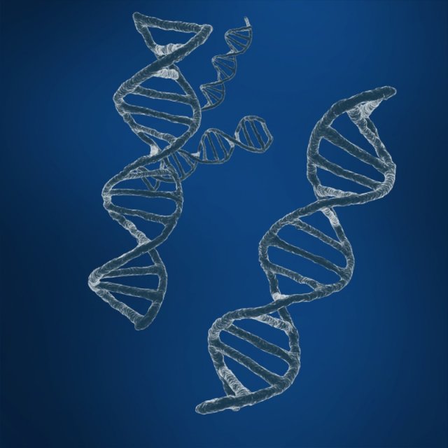 dna sequencing rna genetics 3D 模型 .c4d .max .obj .3ds .fbx .stl .blend 