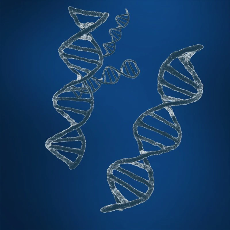 dna sequencing rna genetics 3D Model .c4d .max .obj .3ds .fbx .stl .blend 