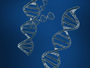 dna sequencing rna genetics Modèle 3D