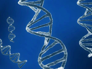 dna sequencing rna genetics 3D Model