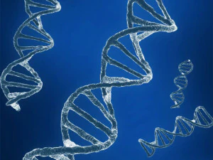 dna sequencing rna genetics 3D Model