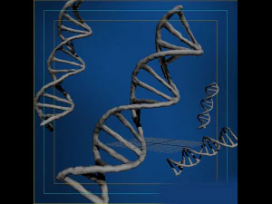 dna sequencing rna genetics 3D Model