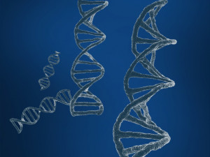dna sequencing rna genetics 3D 模型