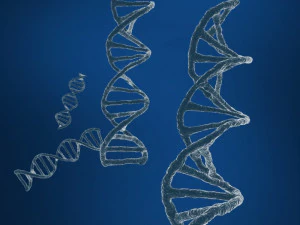 dna sequencing rna genetics 3D Model