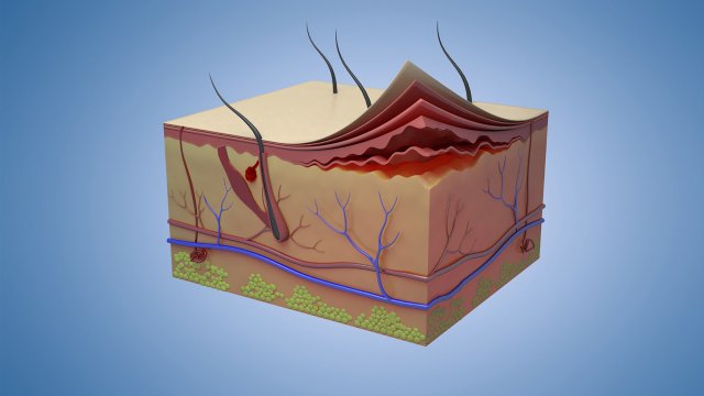 Skin Parts Anatomy cross sections cells cortex hair follicles Modèle 3D .c4d .max .obj .3ds .fbx .stl .blend 