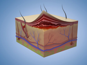 Skin Parts Anatomy cross sections cells cortex hair follicles Modèle 3D