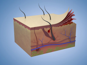 Skin Parts Anatomy cross sections cells cortex hair follicles Modèle 3D