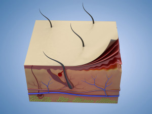 Skin Parts Anatomy cross sections cells cortex hair follicles Modèle 3D