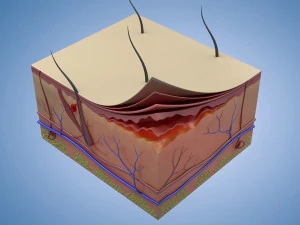 Skin Parts Anatomy cross sections cells cortex hair follicles 3D Model