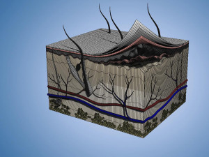 Skin Parts Anatomy cross sections cells cortex hair follicles Modèle 3D