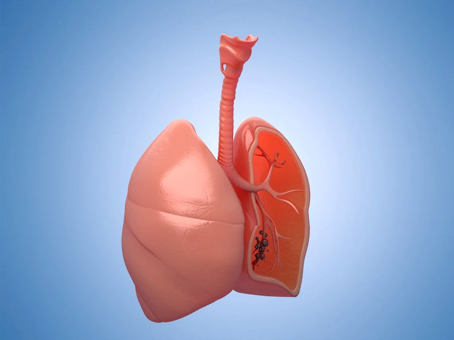 Medicine human lungs organs anatomy respiratory system 3D Model .c4d .max .obj .3ds .fbx .stl .blend