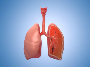 Medicine human lungs organs anatomy respiratory system Modelo 3D