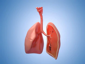 Medicine human lungs organs anatomy respiratory system 3D Model