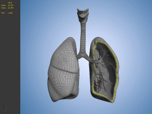 Medicine human lungs organs anatomy respiratory system Modelo 3D