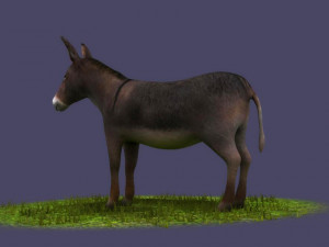 Donkeys ranches livestock breeding mammals Modello 3D