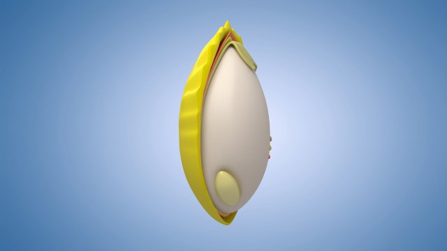 Rice grains commodities display charts rice crops Model 3D .c4d .max .obj .3ds .fbx .stl .blend 