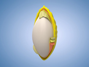 Rice grains commodities display charts rice crops Model 3D