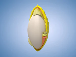 Rice grains commodities display charts rice crops 3D Model