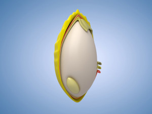Rice grains commodities display charts rice crops Model 3D