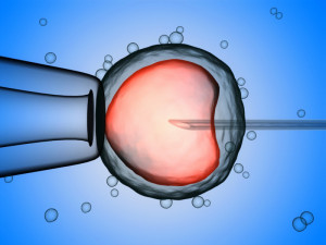 Sperm eggs fertilization medical treatment Model 3D