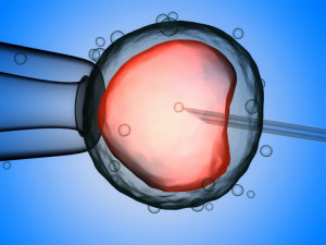 Sperm eggs fertilization medical treatment 3D Model