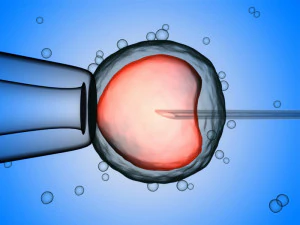 Sperm eggs fertilization medical treatment 3D Model