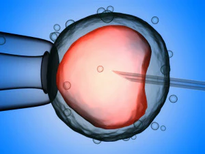 Sperm eggs fertilization medical treatment 3D Model