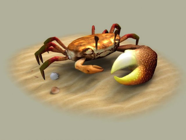 Fiddler crabs Hai River crabs hairy crabs shells oceans 3D Модель .c4d .max .obj .3ds .fbx .stl .blend 
