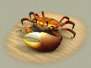 Fiddler crabs Hai River crabs hairy crabs shells oceans 3D Модель